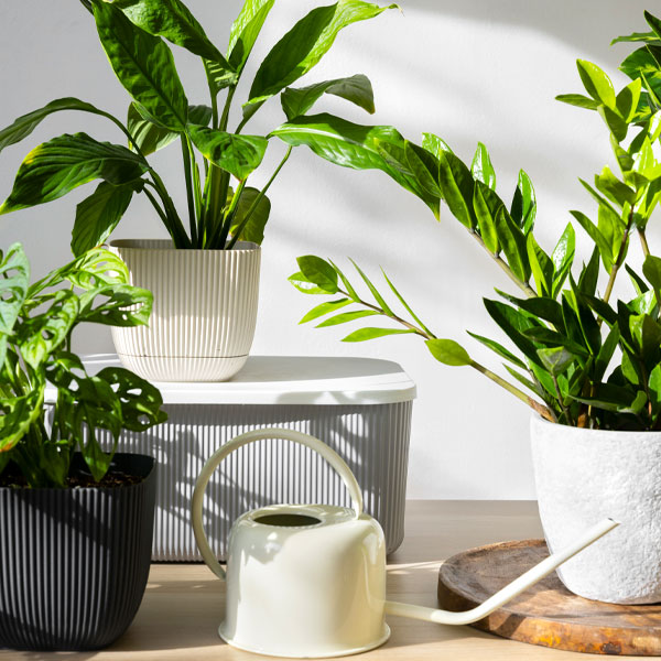 Air Purifying Plants - Fresh Indoor Air