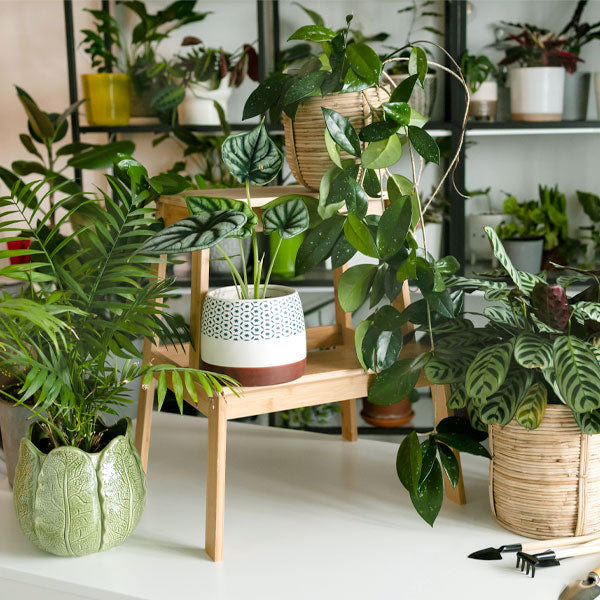 Indoor & Outdoor Plants