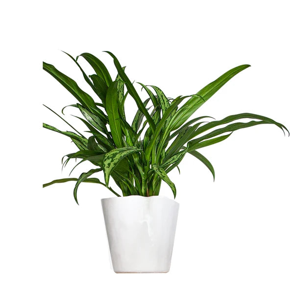Aglaonema Silver Queen - Painted Drop Tongue indoor plant in a modern eco-friendly pot, perfect for homes and offices.