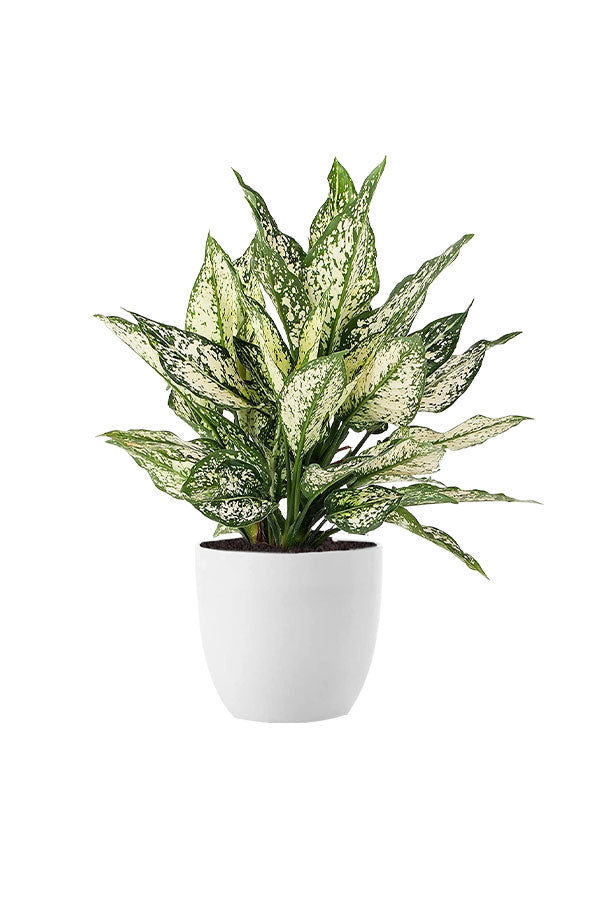 Hard-to-Kill Indoor Plants Pack