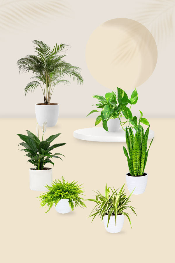 Air Purifying Plant Pack