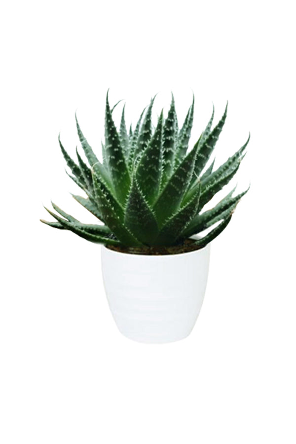 Aloe Aristata (Tiki Tahi) succulent with white spots and spiky green rosette leaves in a modern indoor pot