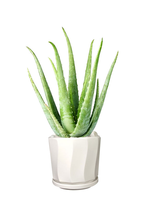 Aloe Vera (Aloe Barbadensis Miller)