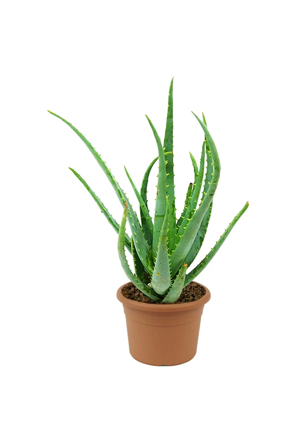 Aloe Vera (Aloe Barbadensis Miller)