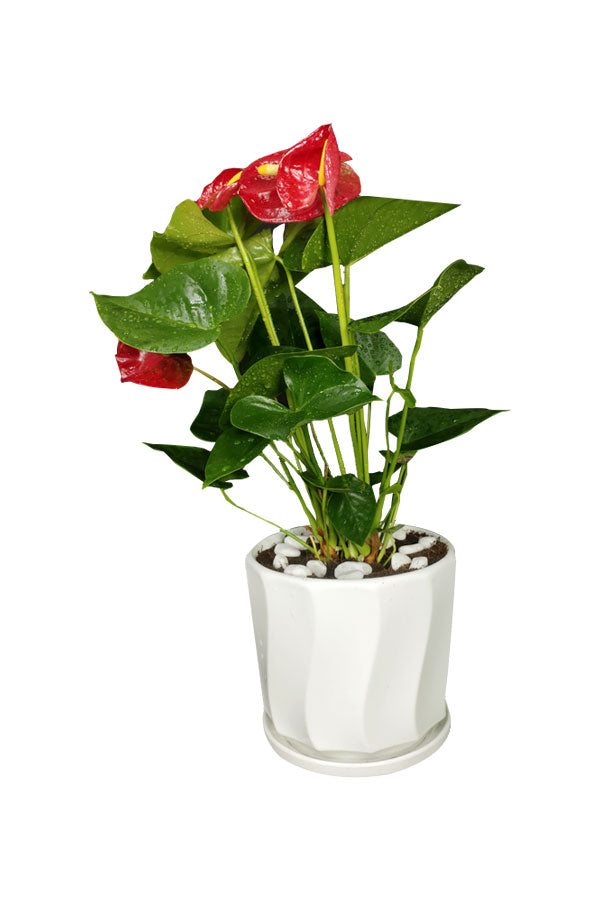 Anthurium (Flamingo Flower) in full bloom with glossy, heart-shaped leaves and vibrant red flowers in a decorative pot.
