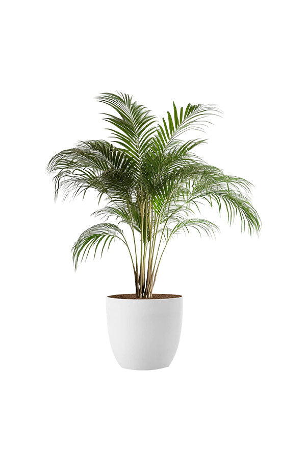 Air Purifying Plant Pack