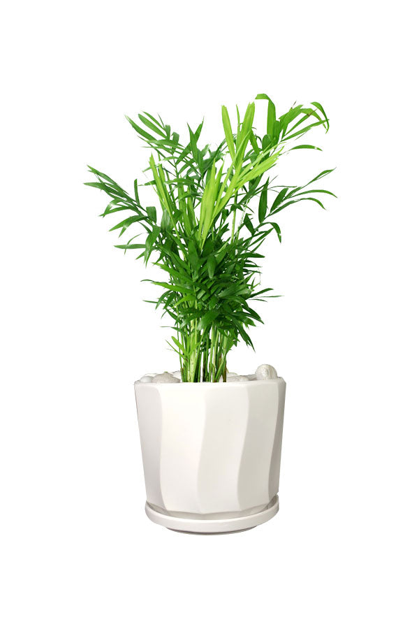 Areca Palm - Yellow Cane Palm – Lush Green Indoor Plant for Home or Office