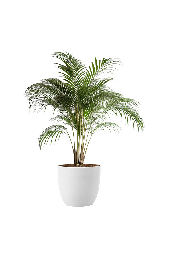 Toxic-Free Bedroom Plant Pack