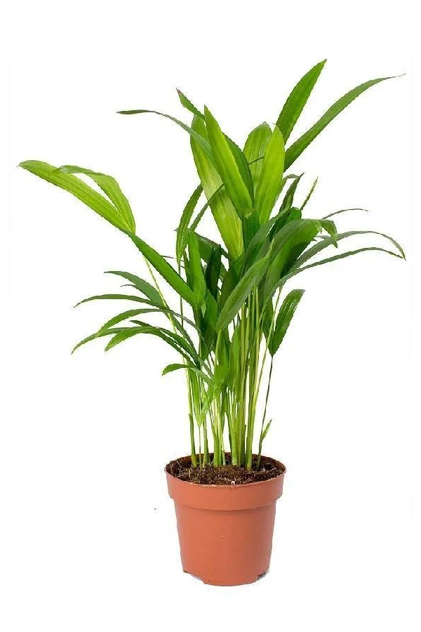 Areca Palm - Yellow Cane Palm