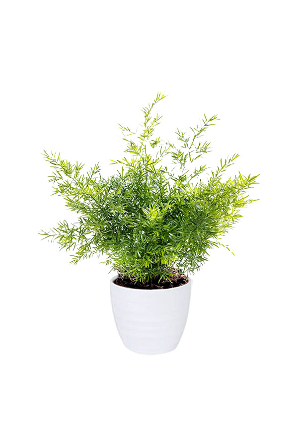 Asparagus Fern indoor plant with feathery green foliage in a decorative pot