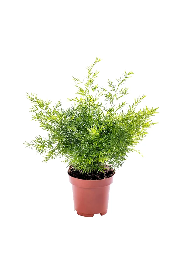 Asparagus Fern - Air Purifying Indoor Plant