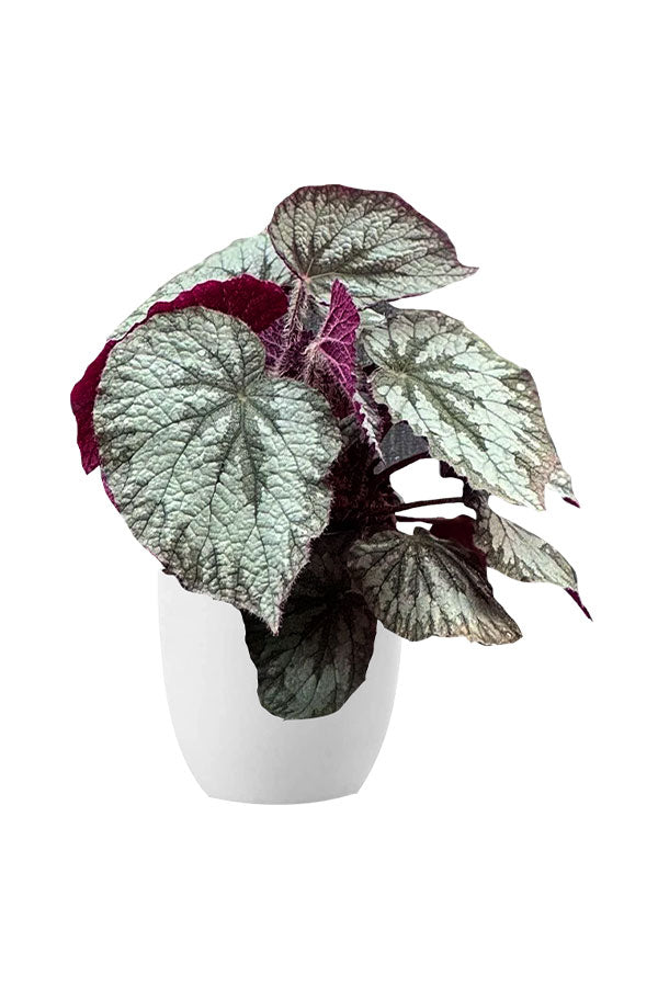 Begonia Silver Dollar – Elegant Foliage Plant