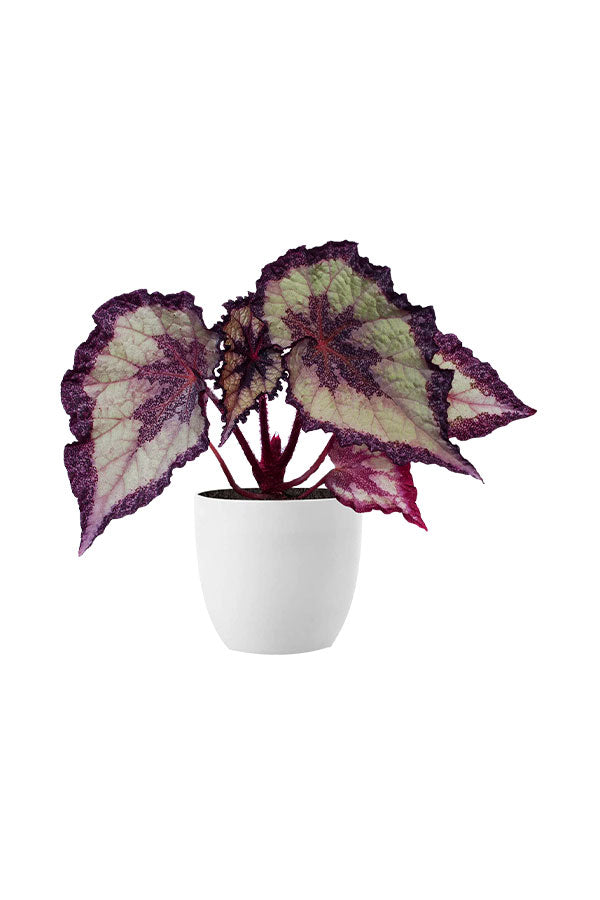 Begonia (Begonia rex)
