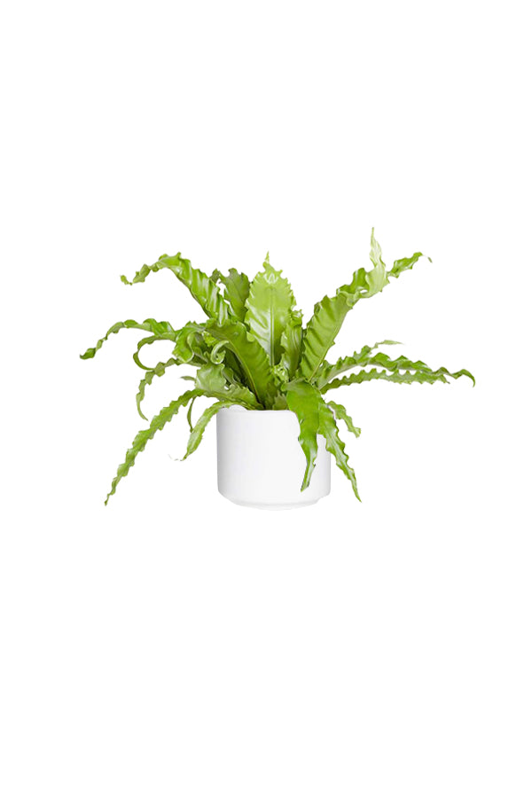 Bird’s Nest Fern – Asplenium Antiquum in decorative indoor planter