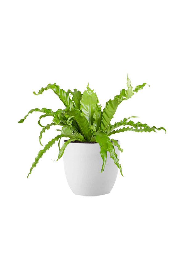 Indoor Ferns Decor Pack