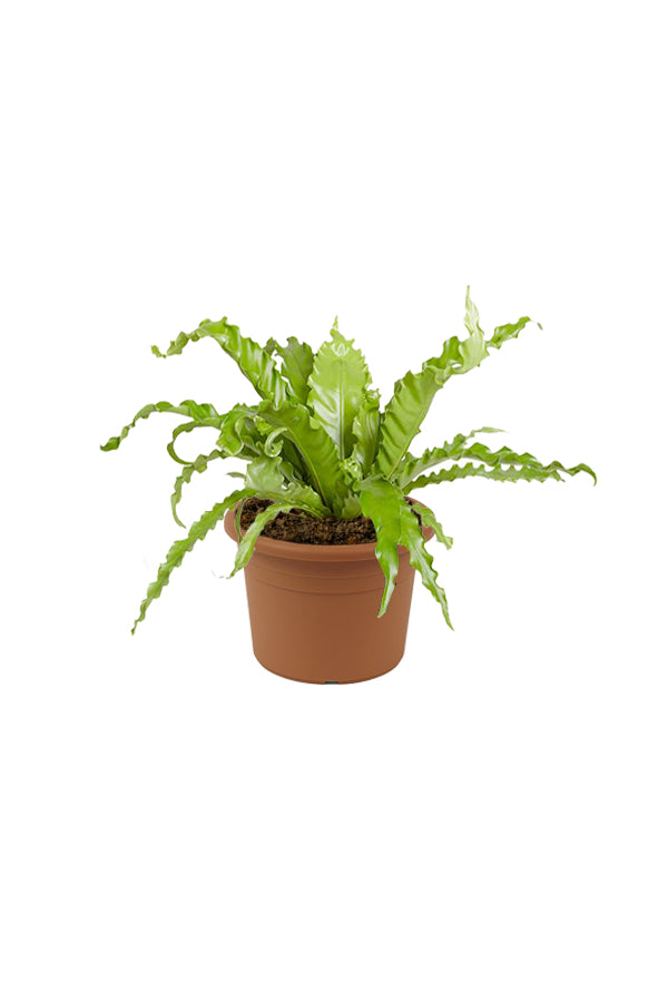 Bird’s Nest Fern - Asplenium antiquum