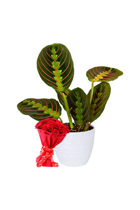 Blushing Beauty Green Gift Set