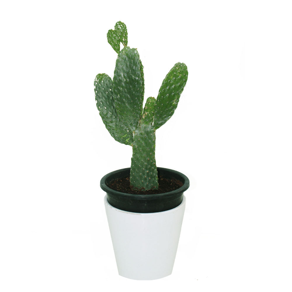 Bunny Ear Cactus (Opuntia microdasys) with unique flat, round pads resembling bunny ears and soft spines, showcasing its distinctive appearance.