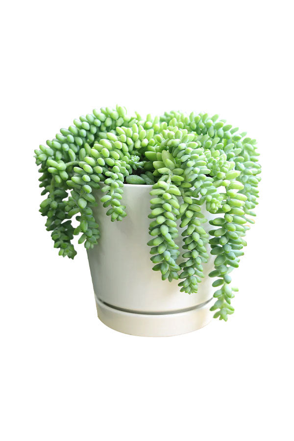 Pet Safe Succulent Pack