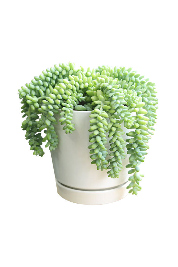 Burro’s Tail – Sedum Morganianum