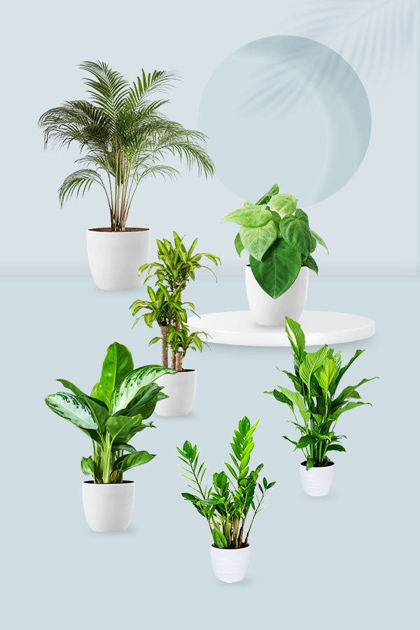 Bushy Plant Combo