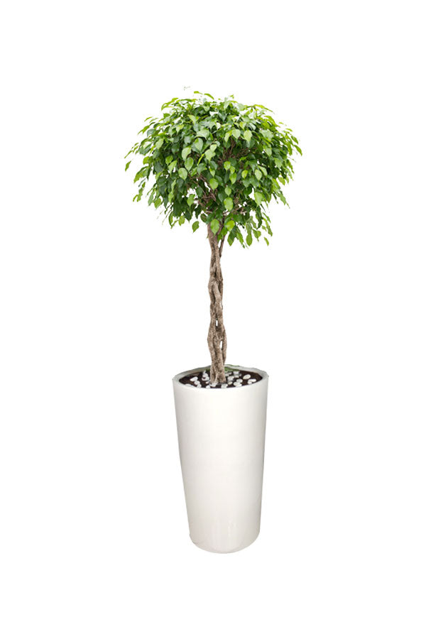 Ficus Benjamina Weeping Fig – Air Purifying Indoor Plant from Green Decor UAE