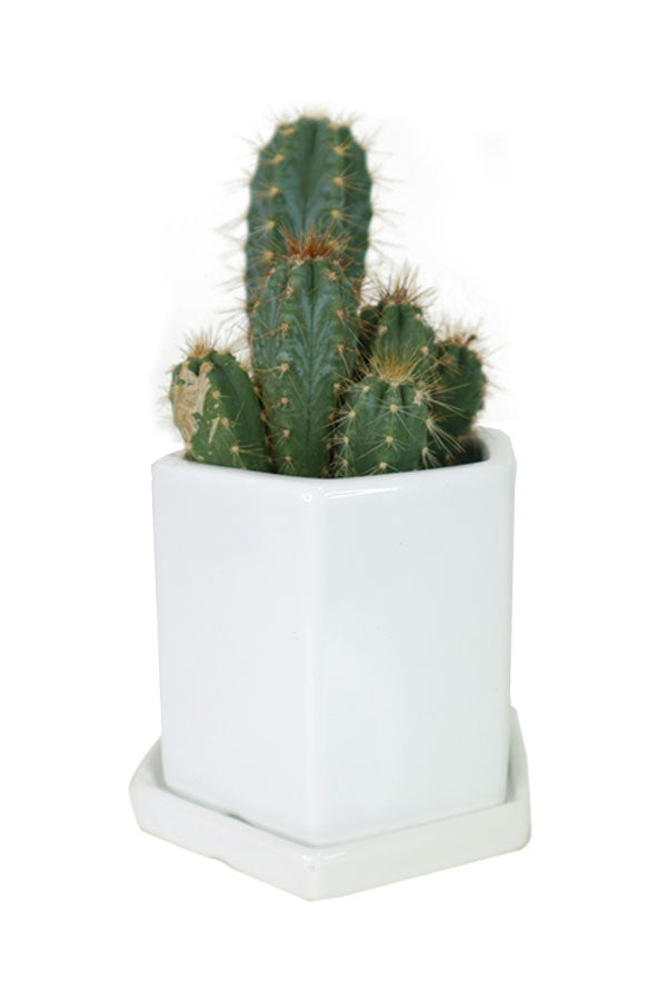 “Cactus (Cactaceae) indoor plants in ceramic pots for home and office decor – GreenDecor.me”