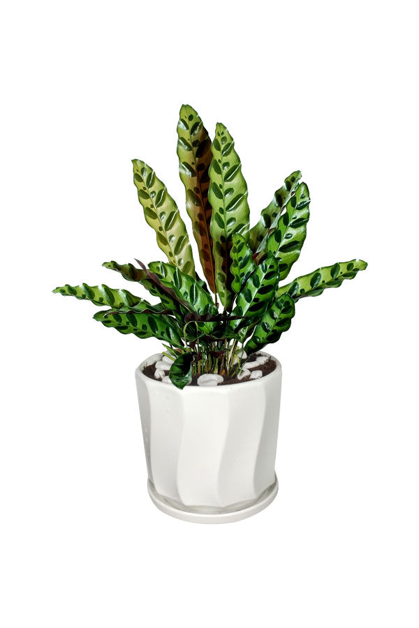 Calathea Lancifolia (Rattlesnake Plant) with wavy green foliage and purple underside – indoor decor plant
