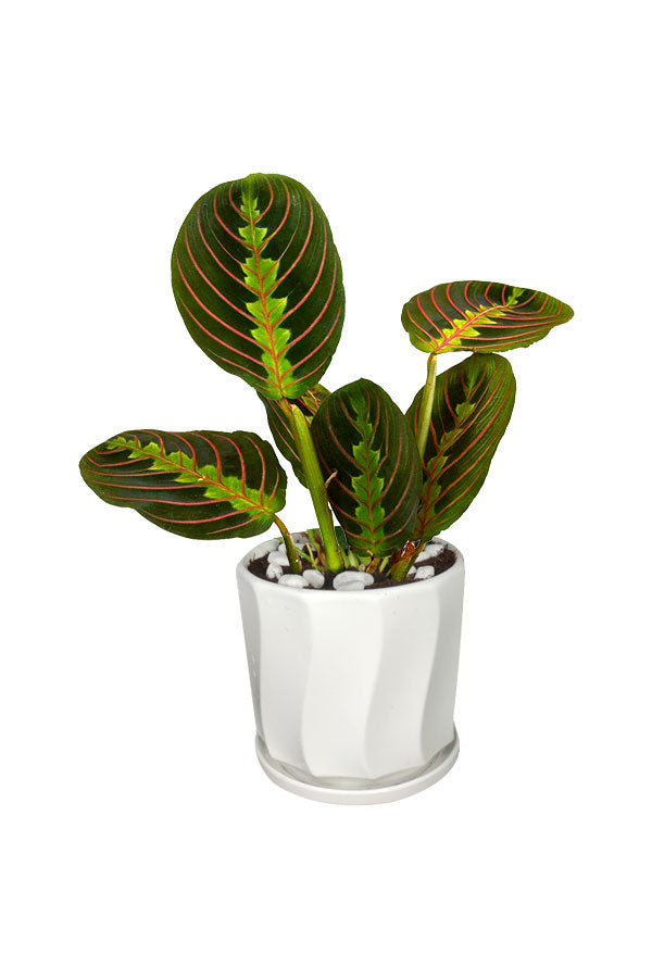 Calathea Maranta (Maranta leuconeura) Prayer Plant in ceramic pot – vibrant indoor foliage