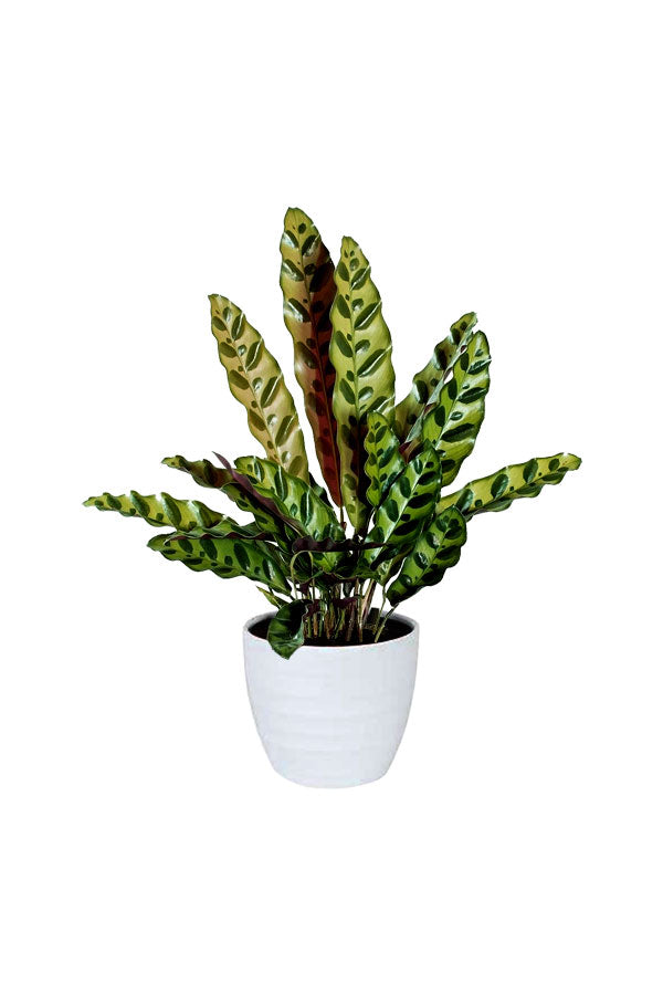 Pet Friendly Tall Plants Pack