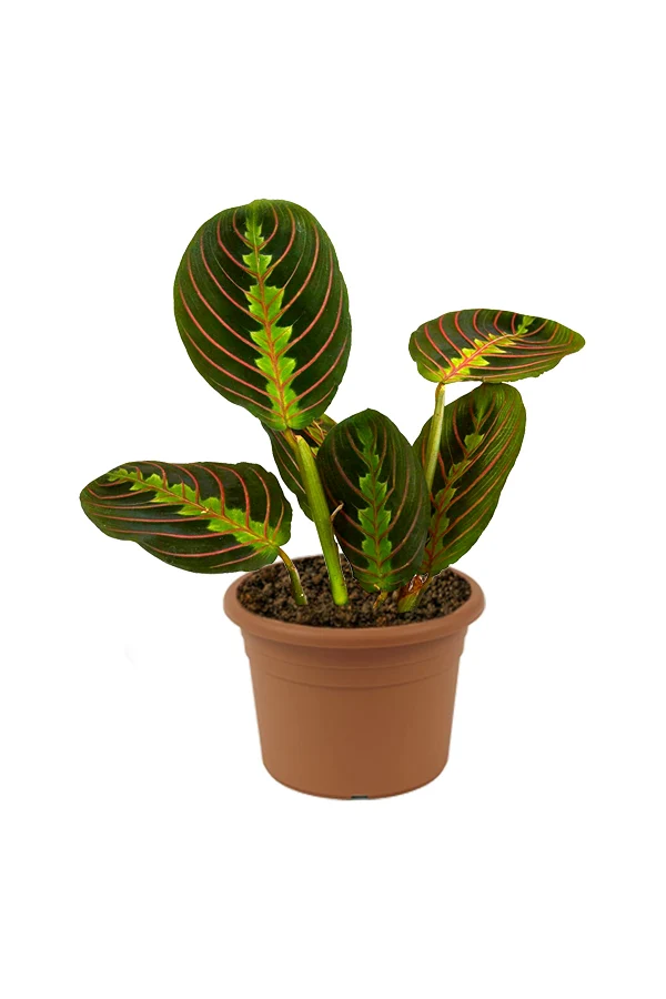 Calathea Maranta - Maranta leuconeura