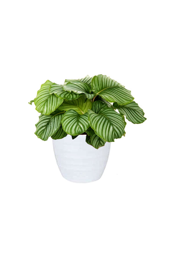 Pet Safe Mini Jungle Pack