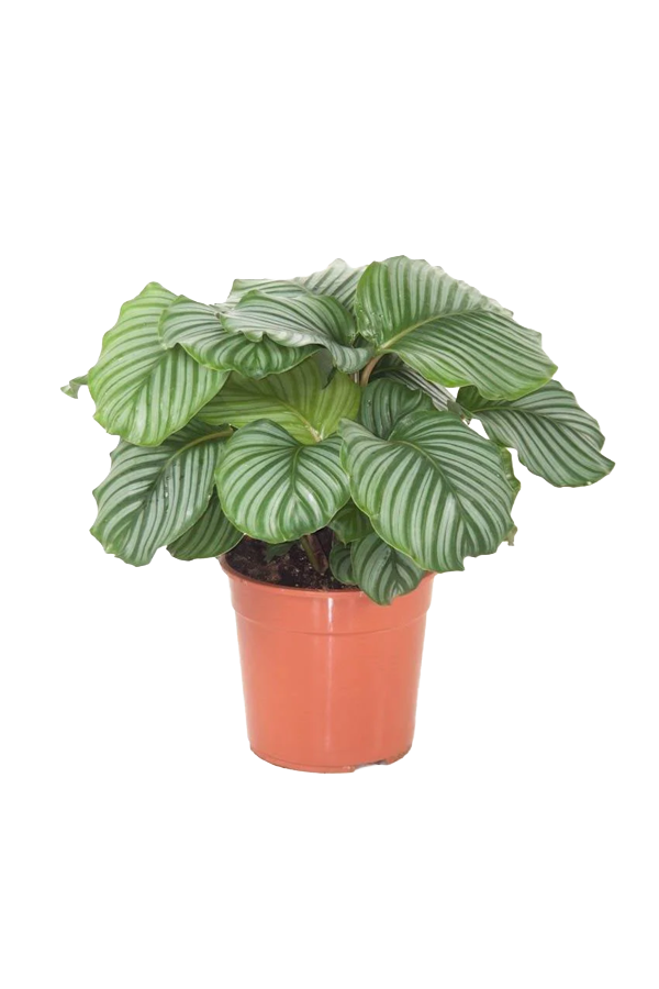 Calathea Orbifolia - Goeppertia orbifolia