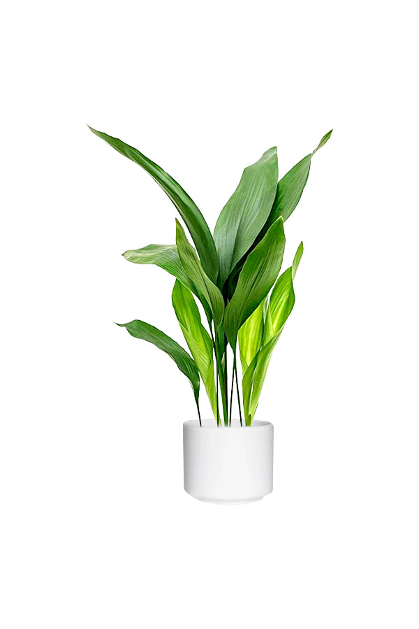 Cast Iron Plant Aspidistra Elatior in elegant ceramic pot – GreenDecor Riyadh