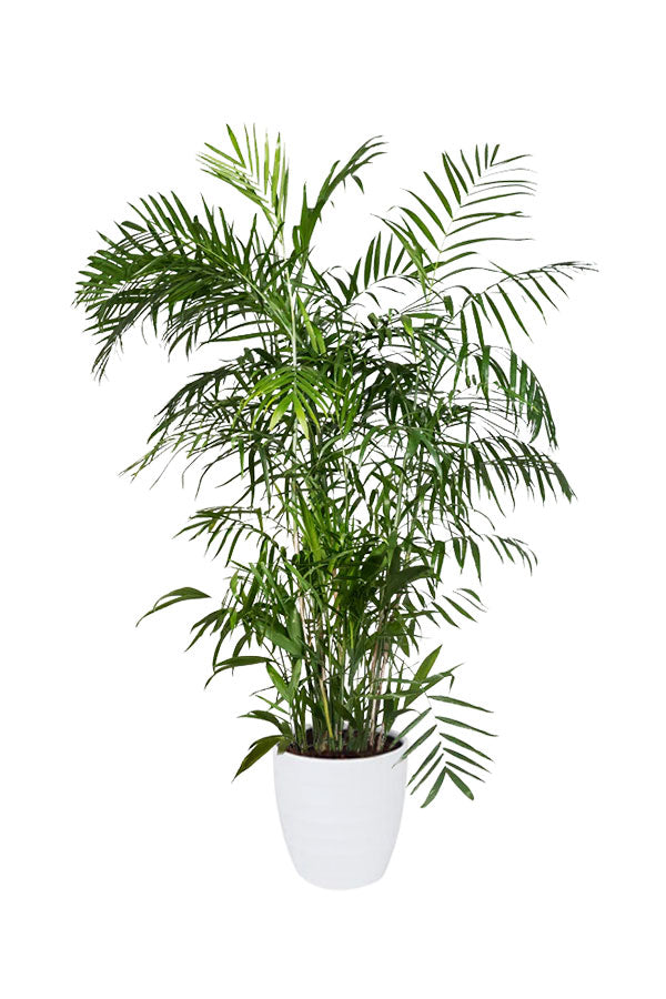 Pet Safe Mini Jungle Pack