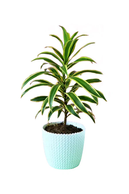 Cheers to You – Dracaena Reflexa plant in luxury pot, perfect for celebration or congratulations gifting in Riyadh