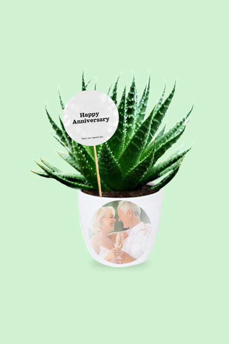 Cherished Moments Succulent Set – Eco-Friendly Happy Anniversary Gift with Beautiful Succulents in Elegant Pots at Green Decor