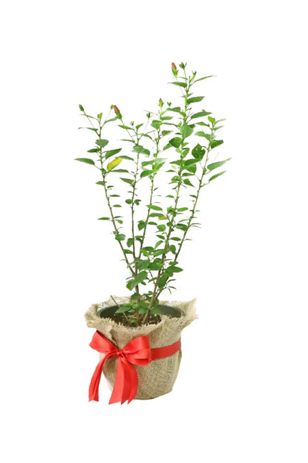 Congrats Hibiscus flowering plant wrapped in eco-friendly jute – vibrant plant gift for celebrations in Riyadh