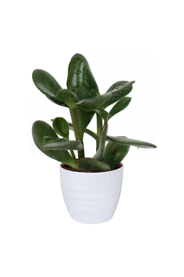 “Crassula Ovata (Dollar Plant) in a ceramic planter – indoor air purifying succulent for luxury decor – GreenDecor.me”