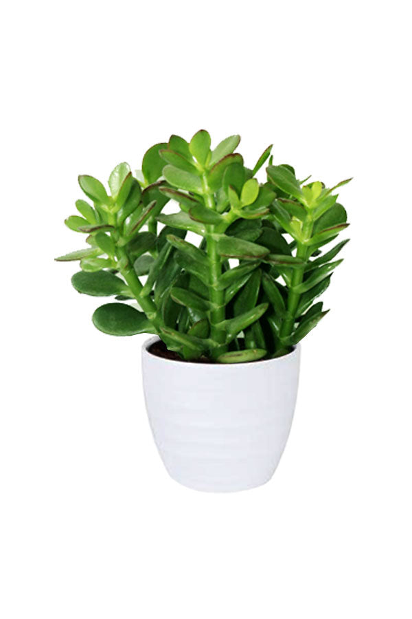 Geo Green Succulent Pack
