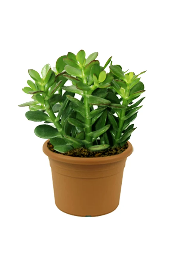 Crassula Ovata - Dollar Plant
