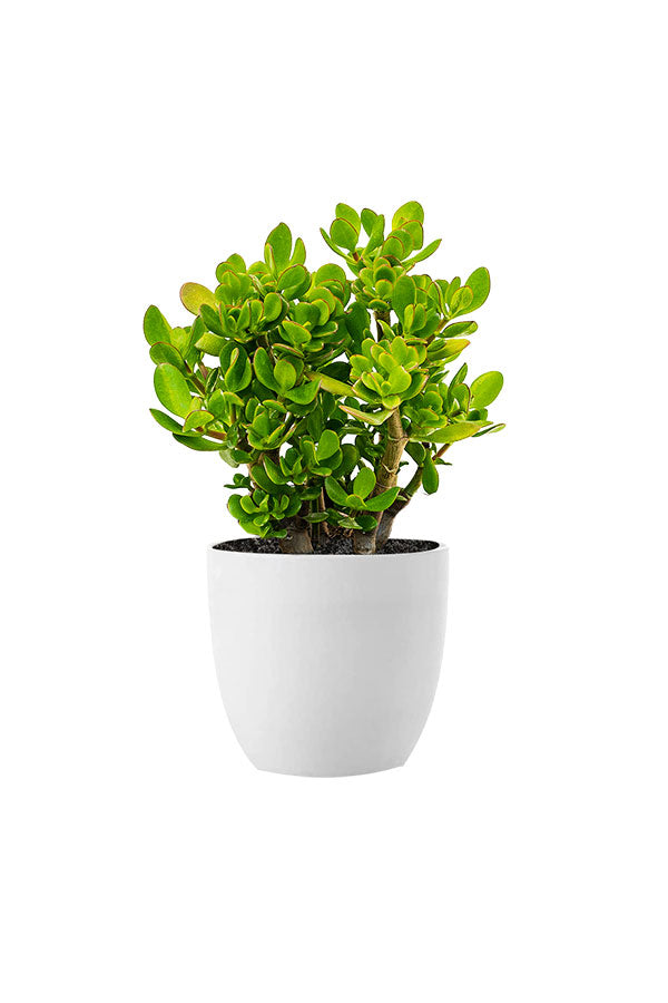 Succulent Starter Pack