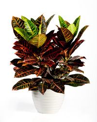 Croton Plant (Codiaeum Variegatum) with vibrant multicolored foliage in decorative planter