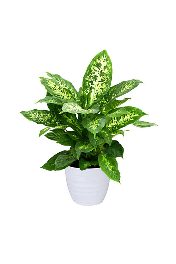 Dieffenbachia Compacta - Dumb Cane