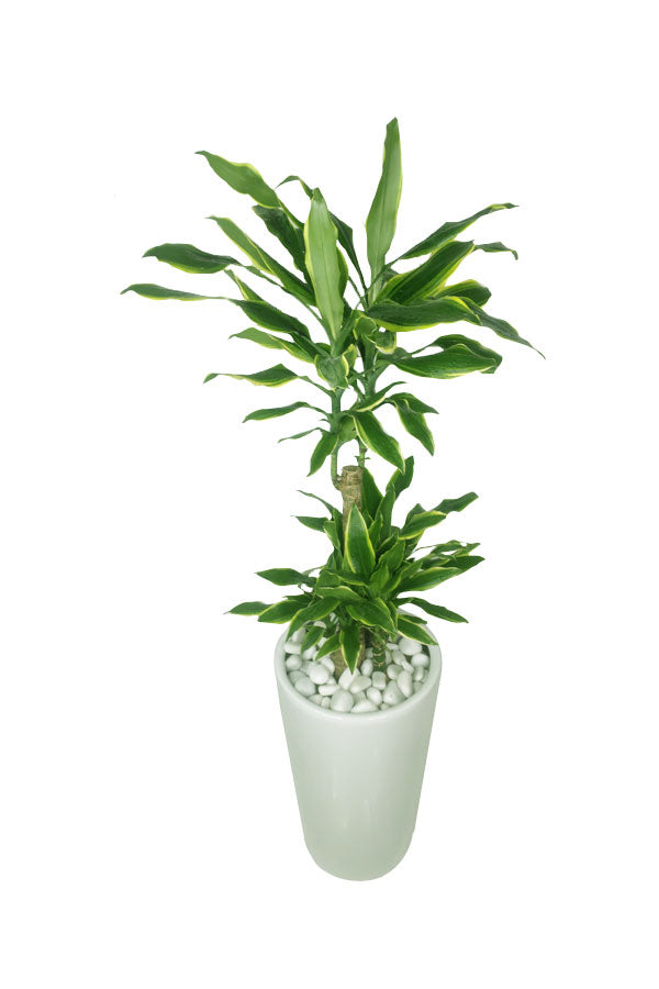 Dracaena Gold Coast (Dracaena Fragrans) in a decorative planter, showcasing vibrant green and gold foliage.