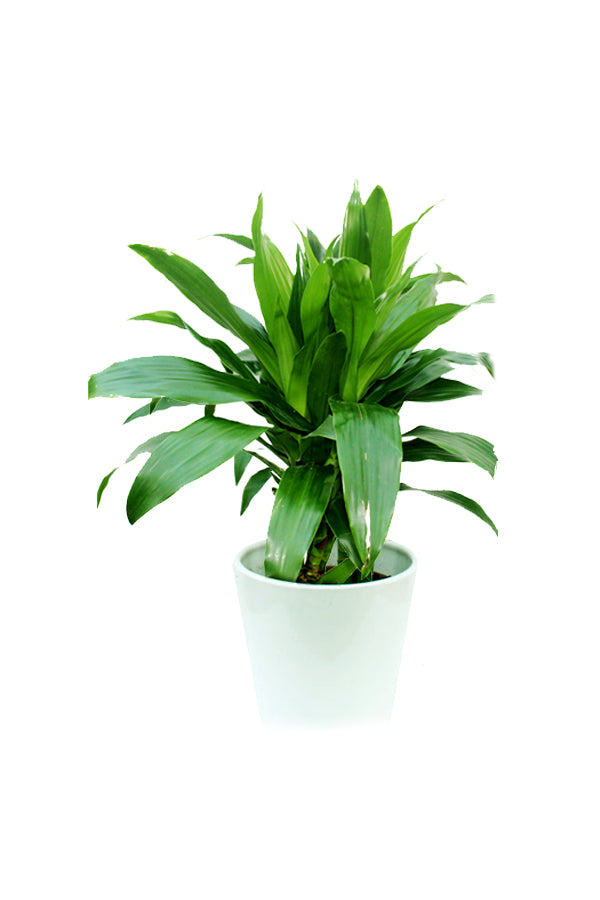 Dracaena Janet Craig (Corn Plant) - Air Purifying Indoor Plant in a Modern Planter