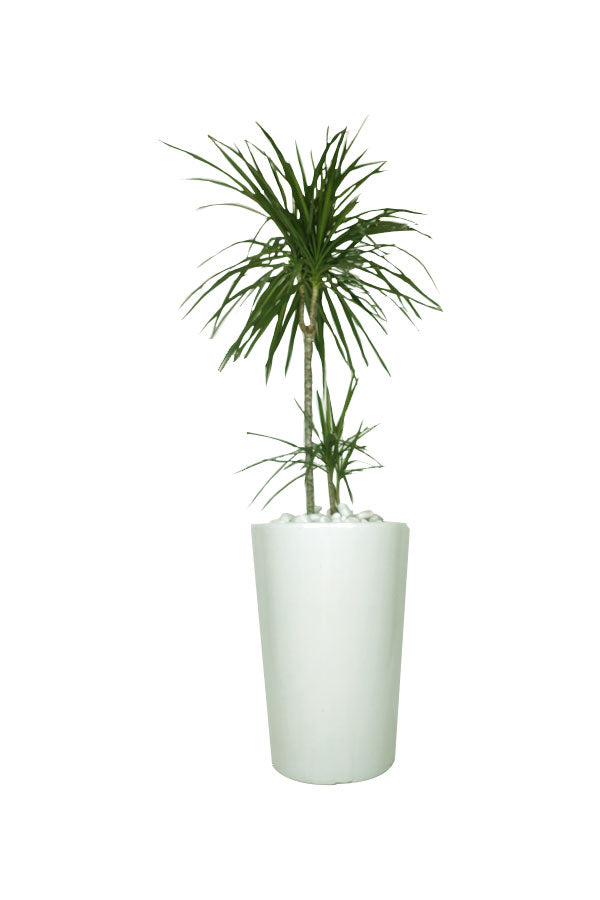 Dracaena Marginata Dragon Tree in Bohemian Style Room – Eco-Friendly Plant from Green Decor UAE