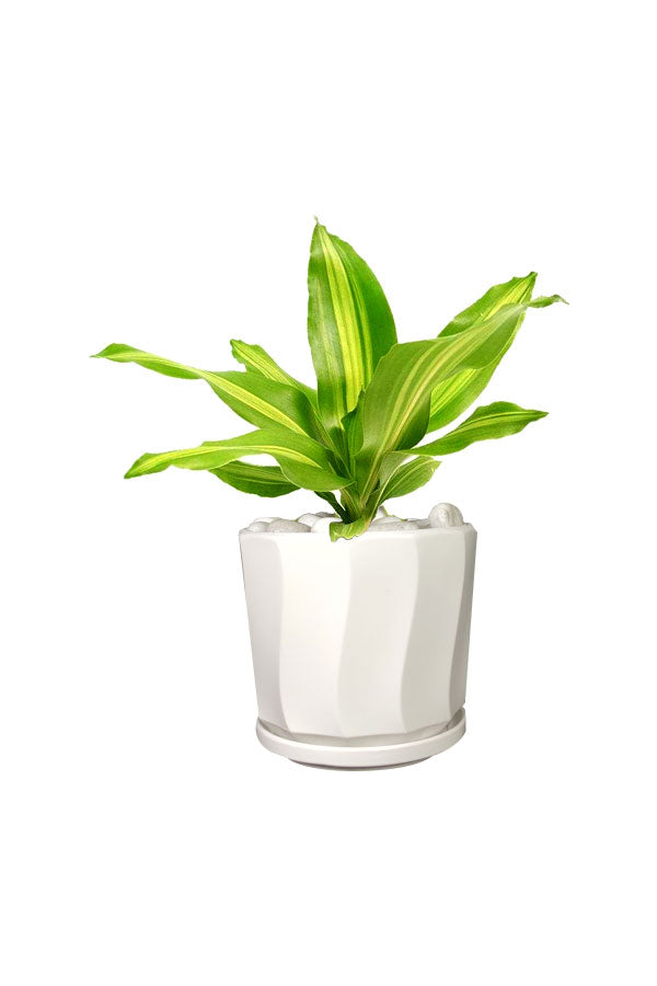 Dracaena Massangeana (Corn Plant) - Indoor Air Purifying Plant with Striking Green Leaves
