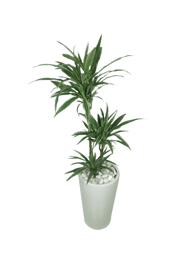 Dracaena Warneckii Striped Dracaena - Indoor Air Purifying Plant from Green Decor UAE