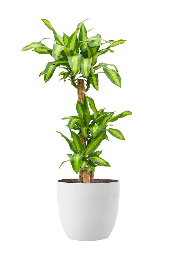 Fast-Growing Tall Greens Pack